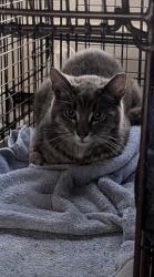 Found/Stray Male Cat last seen Near crossen ave, Elk Grove Village, IL 60007