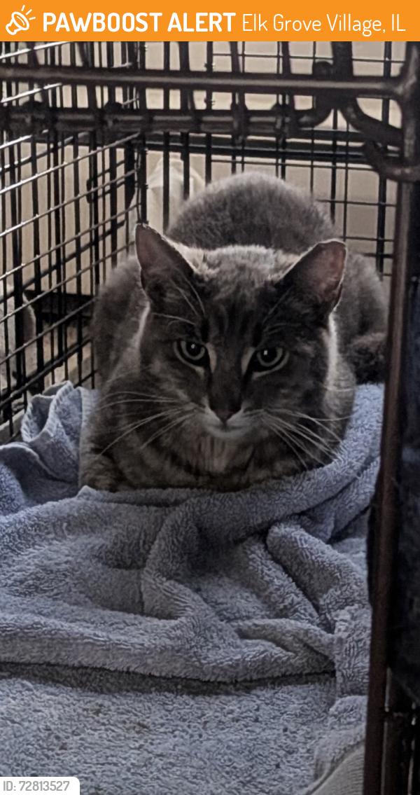 Found/Stray Male Cat last seen Near crossen ave, Elk Grove Village, IL 60007