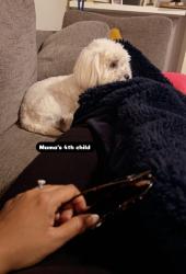 Lost Male Dog last seen Hamilton Pointe Subdivision, McDonough, GA 30253