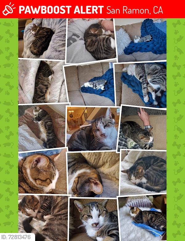 Lost Male Cat last seen Interlachen Ave San Ramon , San Ramon, CA 94583