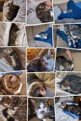 Lost Male Cat last seen Interlachen Ave San Ramon , San Ramon, CA 94583