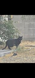 Found/Stray Unknown Cat last seen Bell honda, Phoenix, AZ 85003