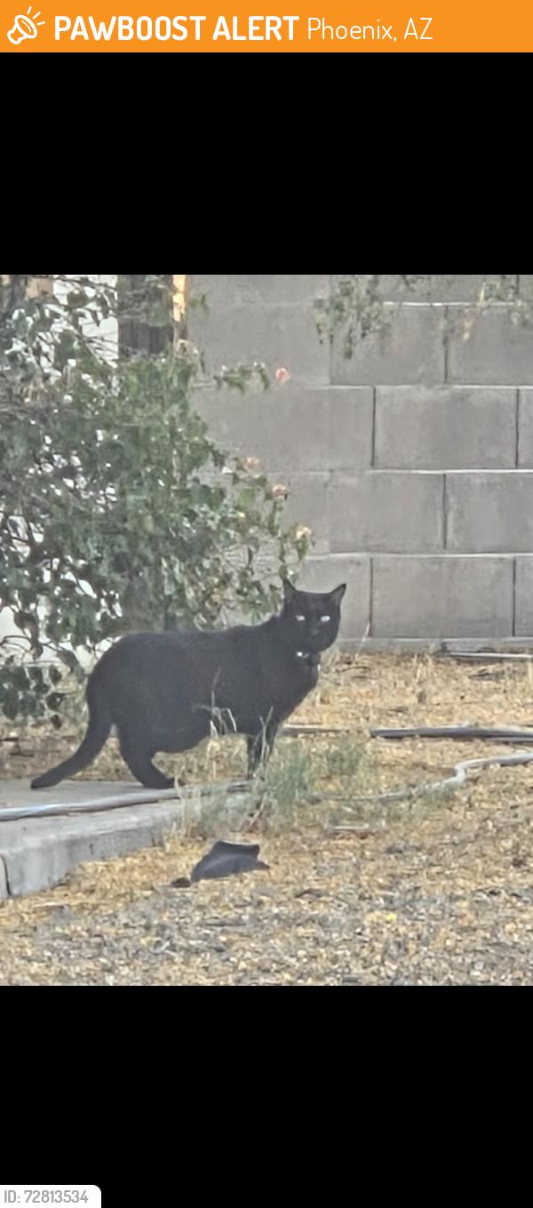 Found/Stray Unknown Cat last seen Bell honda, Phoenix, AZ 85003