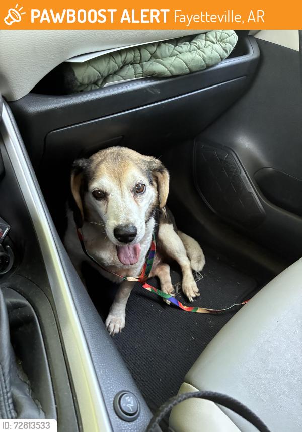Found/Stray Male Dog last seen Deane and Lewis, Fayetteville, AR 72703