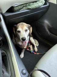 Found/Stray Male Dog last seen Deane and Lewis, Fayetteville, AR 72703