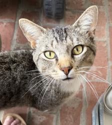 Lost Male Cat last seen Oak Point subdivision , Mt. Juliet, TN 37122