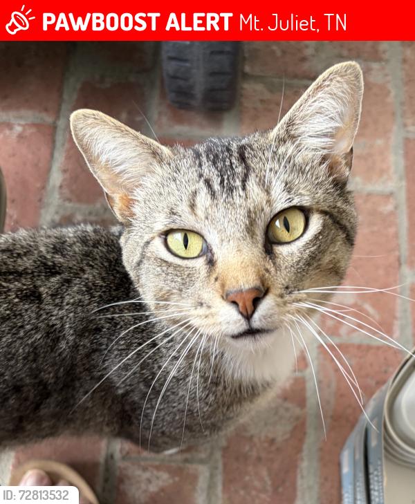 Lost Male Cat last seen Oak Point subdivision, Mt. Juliet, TN 37122