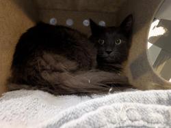 Shelter Stray Male Cat last seen Near BLOCK SE 276TH PL, KENT WA 98030, Kent, WA 98032