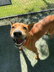 Shelter Stray Male Dog last seen Near BLOCK SW 285TH TER, Doral, FL 33122