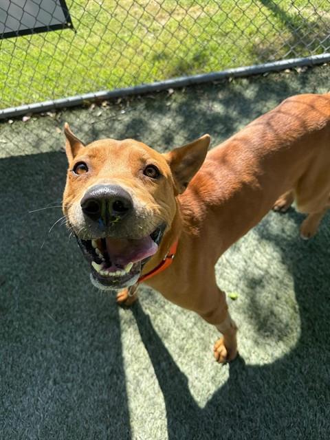 Shelter Stray Male Dog last seen Near BLOCK SW 285TH TER, Doral, FL 33122