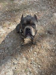 Lost Male Dog last seen Hwy 24-27, Cameron, NC 28326
