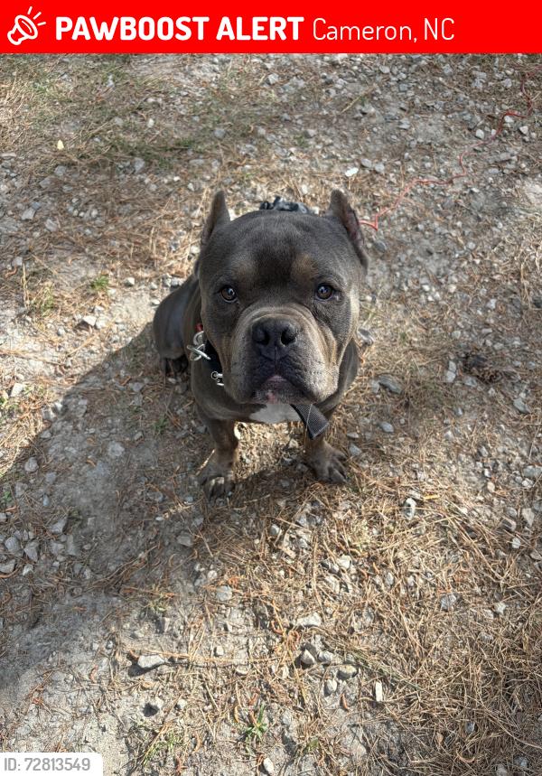 Lost Male Dog last seen Hwy 24-27, Cameron, NC 28326