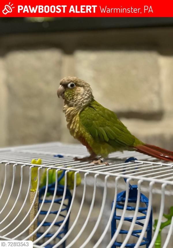 Lost Unknown Bird last seen Mearns and Penrose , Warminster, PA 18974