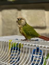 Lost Unknown Bird last seen Mearns and Penrose , Warminster, PA 18974