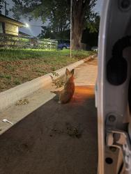 Found/Stray Female Dog last seen Kittrell and Rodney, Houston, TX 77034