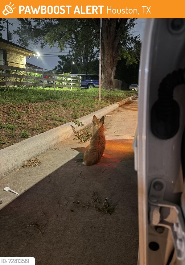 Found/Stray Female Dog last seen Kittrell and Rodney, Houston, TX 77034