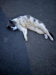 Found/Stray Unknown Cat last seen near an alleyway off catherine street le4, Leicester, England LE4