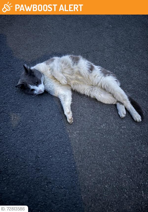 Found/Stray Unknown Cat last seen near an alleyway off catherine street le4, Leicester, England LE4