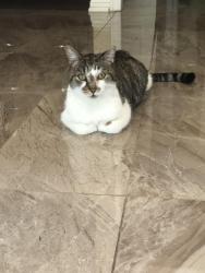Lost Male Cat last seen Conlin Road East & Edenwood Drive, Oshawa, ON L1G 7X9