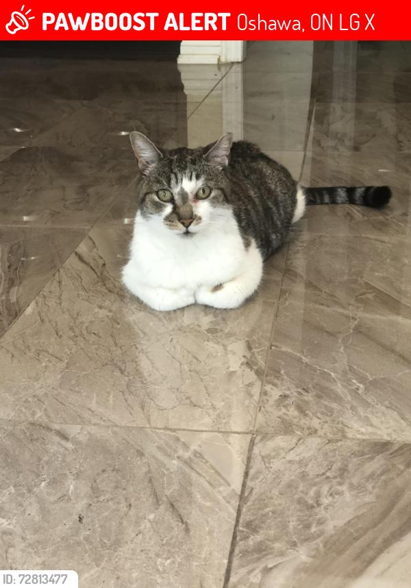 Lost Male Cat last seen Conlin Road East & Edenwood Drive, Oshawa, ON L1G 7X9