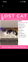 Lost Female Cat last seen Right on Brady st and East 7th- Next to Palmer college , Davenport, IA 52803
