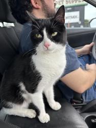 Reunited Female Cat last seen Fenwood Dr, Perez Rd, and Queens Rd, Pasadena, TX, Pasadena, TX 77502