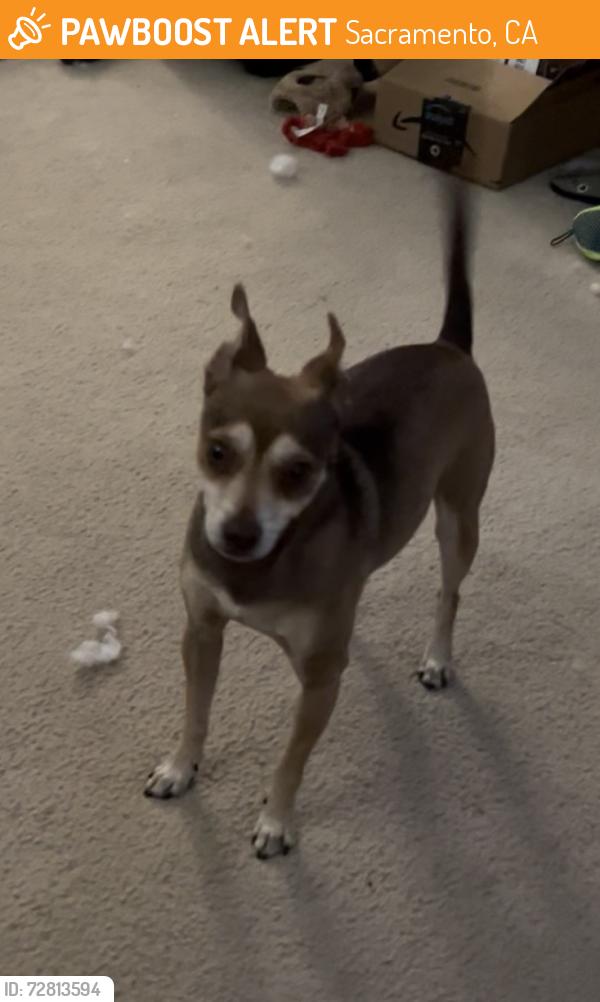 Found/Stray Male Dog last seen Sandcastle Way and Waterwheel Drive , Sacramento, CA 95833