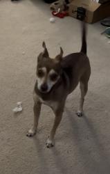 Found/Stray Male Dog last seen Sandcastle Way and Waterwheel Drive , Sacramento, CA 95833