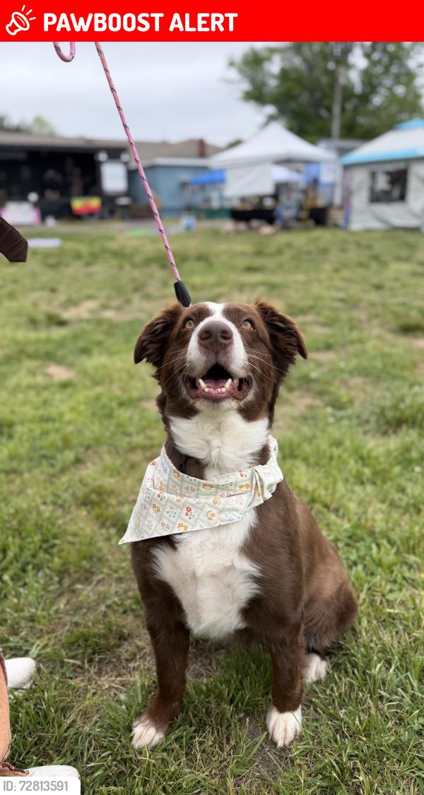 Lost Female Dog last seen Between Thornburg MS and Hickory Ridge RD, Spotsylvania Courthouse, VA 22551