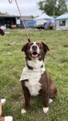 Lost Female Dog last seen Between Thornburg MS and Hickory Ridge RD, Spotsylvania Courthouse, VA 22551