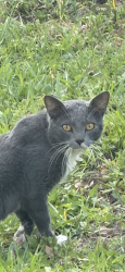 Found/Stray Unknown Cat last seen Us  1 and kitterman rd port st lucie, St. Lucie County, FL 34952