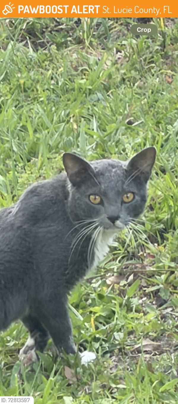 Found/Stray Unknown Cat last seen Us  1 and kitterman rd port st lucie, St. Lucie County, FL 34952