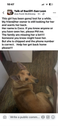 Lost Female Dog last seen I don’t know , Bacliff, TX 77518