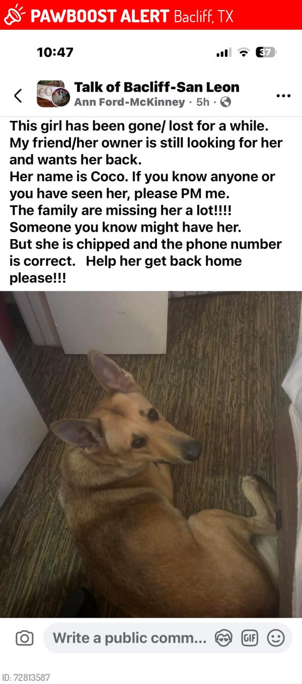 Lost Female Dog last seen I don’t know , Bacliff, TX 77518