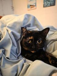 Lost Female Cat last seen Ronda De Lechusas NW, Albuquerque, NM 87120