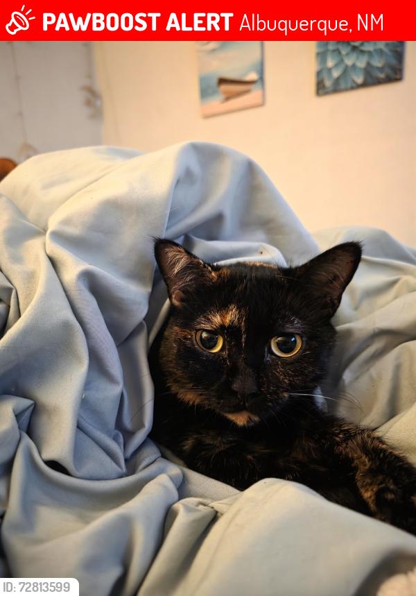 Lost Female Cat last seen Ronda De Lechusas NW, Albuquerque, NM 87120