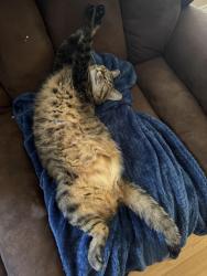 Lost Female Cat last seen Near Bush Buck Run, Fort Worth, TX 76179, Fort Worth, TX 76179