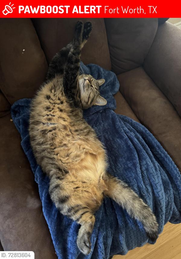 Lost Female Cat last seen Near Bush Buck Run, Fort Worth, TX 76179, Fort Worth, TX 76179