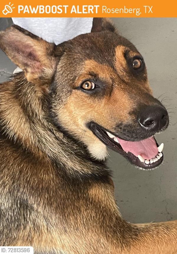 Found/Stray Male Dog last seen Walnut Creek dog park , Rosenberg, TX 77469