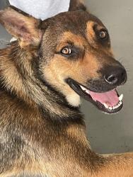 Found/Stray Male Dog last seen Walnut Creek dog park , Rosenberg, TX 77469