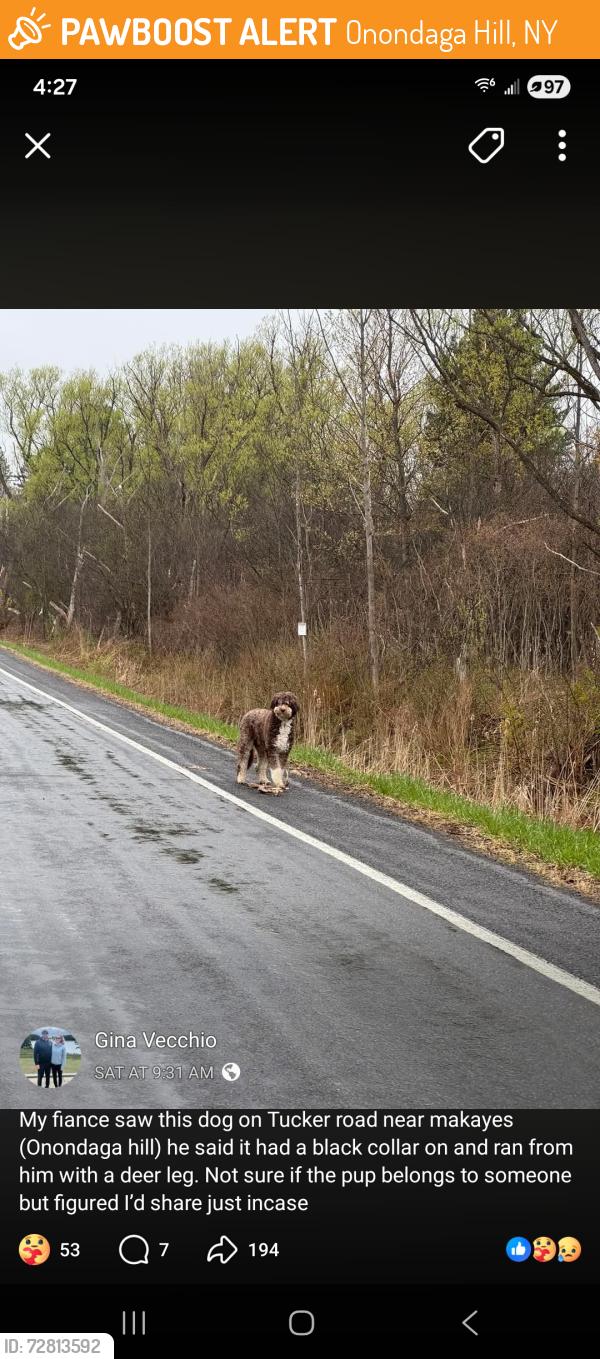 Found/Stray Unknown Dog last seen Tucker Road near Makyes Road, Onondaga Hill, NY 13215