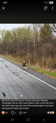 Found/Stray Unknown Dog last seen Tucker Road near Makyes Road, Onondaga Hill, NY 13215