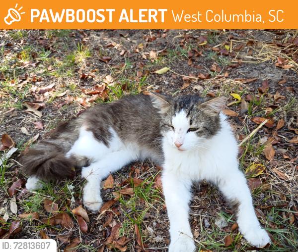 Found/Stray Unknown Cat last seen Earl Ct., West Columbia, SC 29169