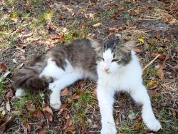 Found/Stray Unknown Cat last seen Earl Ct., West Columbia, SC 29169