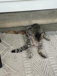 Found/Stray Unknown Cat last seen Stephens and Greater Mack, St. Clair Shores, MI 48080