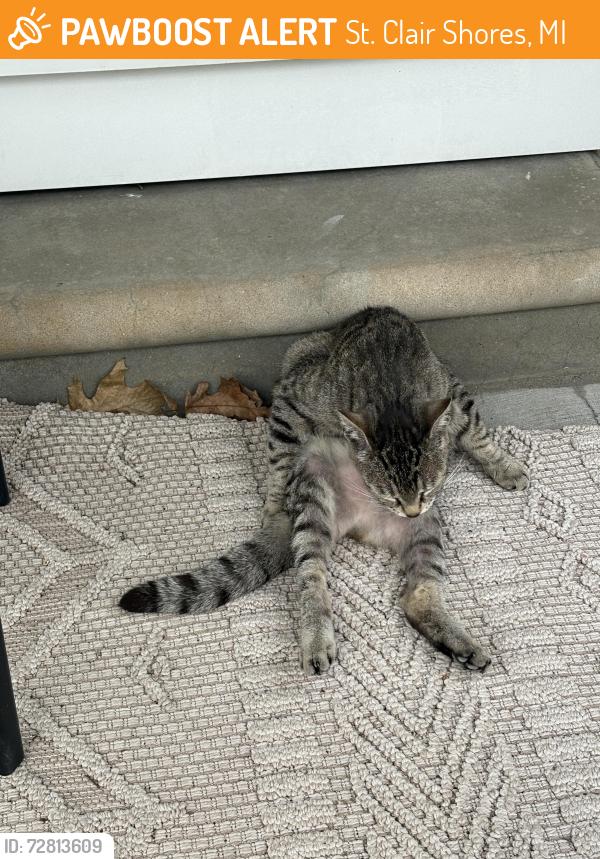 Found/Stray Unknown Cat last seen Stephens and Greater Mack, St. Clair Shores, MI 48080