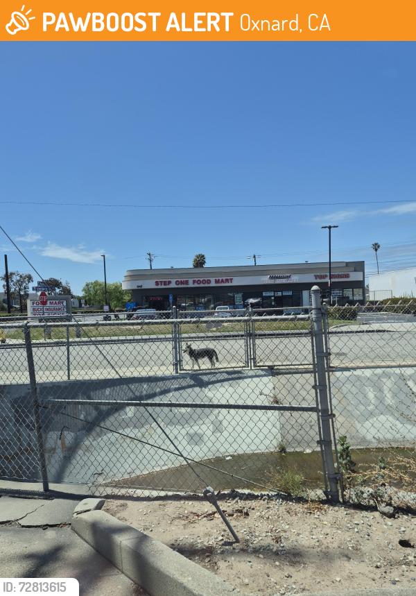 Found/Stray Unknown Dog last seen Ontario st, Oxnard, CA 93035