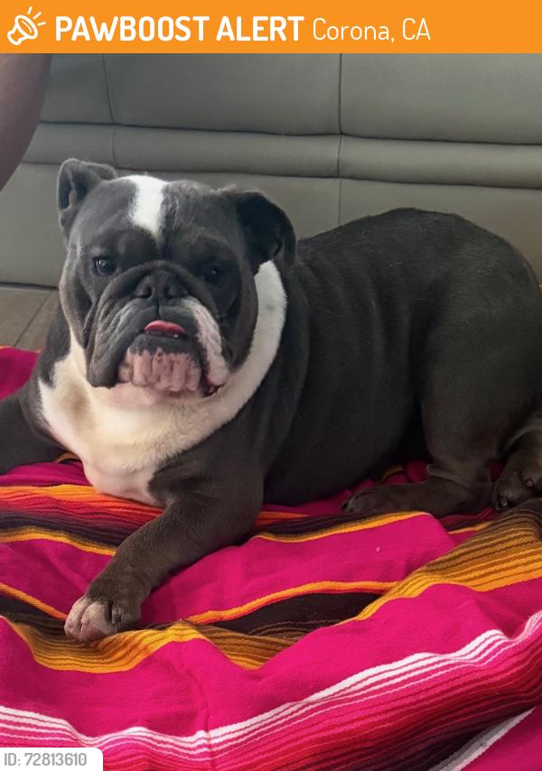 Found/Stray Female Dog last seen Yellowstone Circle and Shenahdoah, Corona, CA 92879