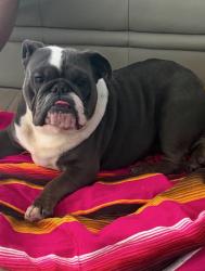 Found/Stray Female Dog last seen Yellowstone Circle and Shenahdoah, Corona, CA 92879