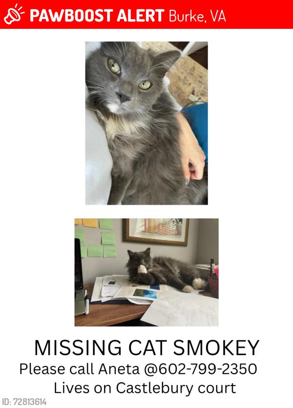 Lost Male Cat last seen Lake Braddock and Castlebury ct in Burke, BA, Burke, VA 22015
